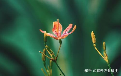 操射干在线视频