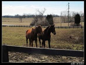 马匹窝在线视频,揭秘马术运动的魅力与技巧