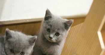 蓝猫在线视频,探索奇幻冒险之旅